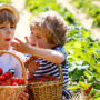 Den Kindern im Feld schmecken die Früchte