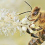 Eine Biene in Nahsicht